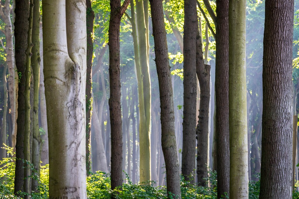 Observations poétiques : les sages en leur forêt